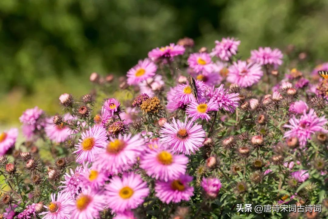 鑿婅晩鍌查湝鍥剧墖,鍌查湝绉嬭強璇楄瘝