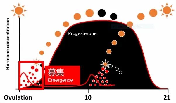 奶牛如何提高受孕率,奶牛排卵的症状