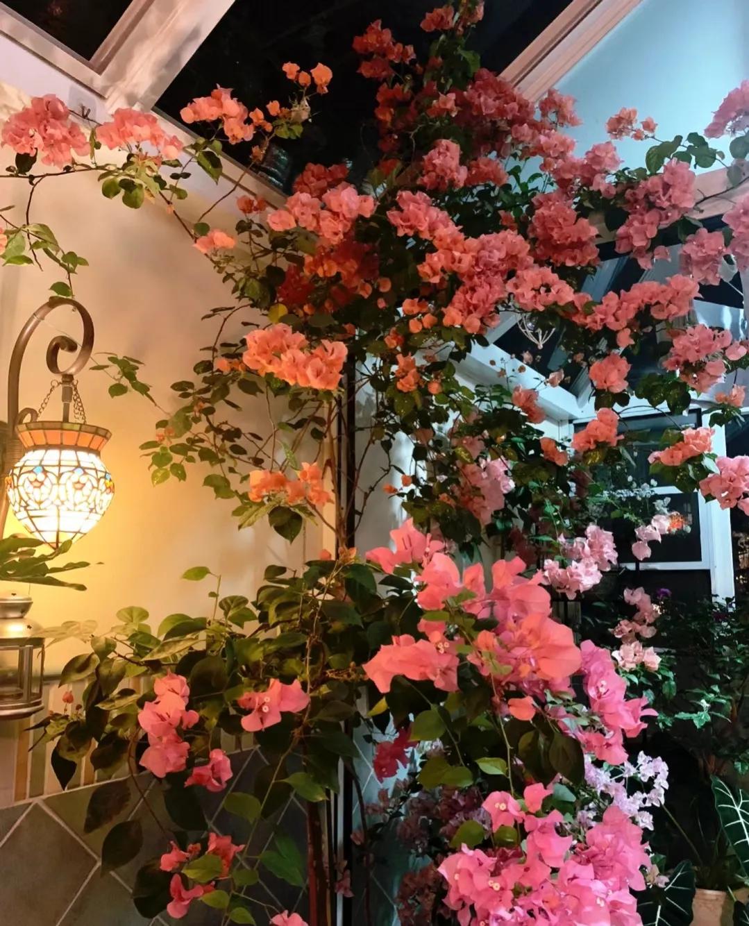 90后将天台改造成空中花园,90后姑娘回家改造楼顶花园