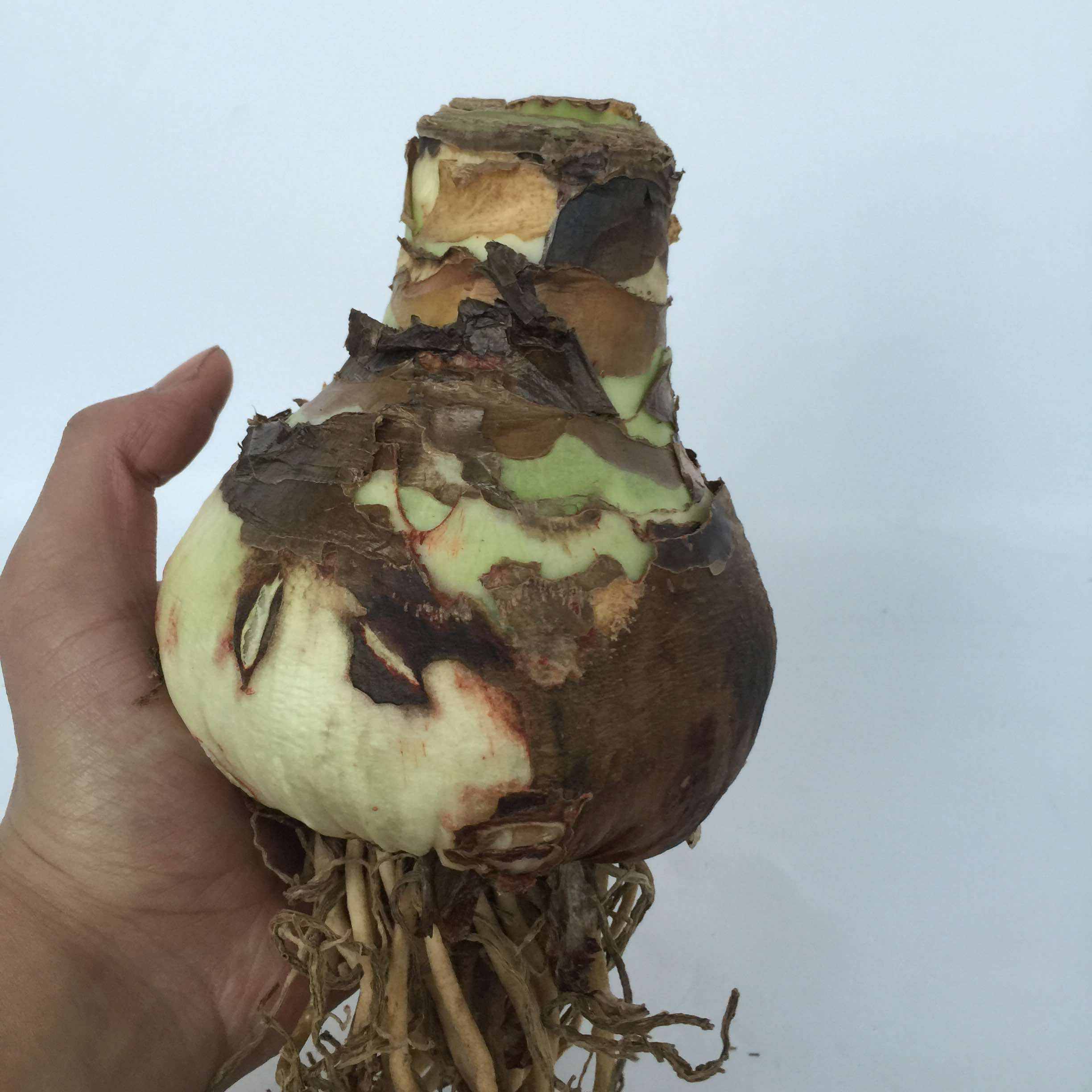 适合室内养的四季开花的球,室内盆栽花卉球兰