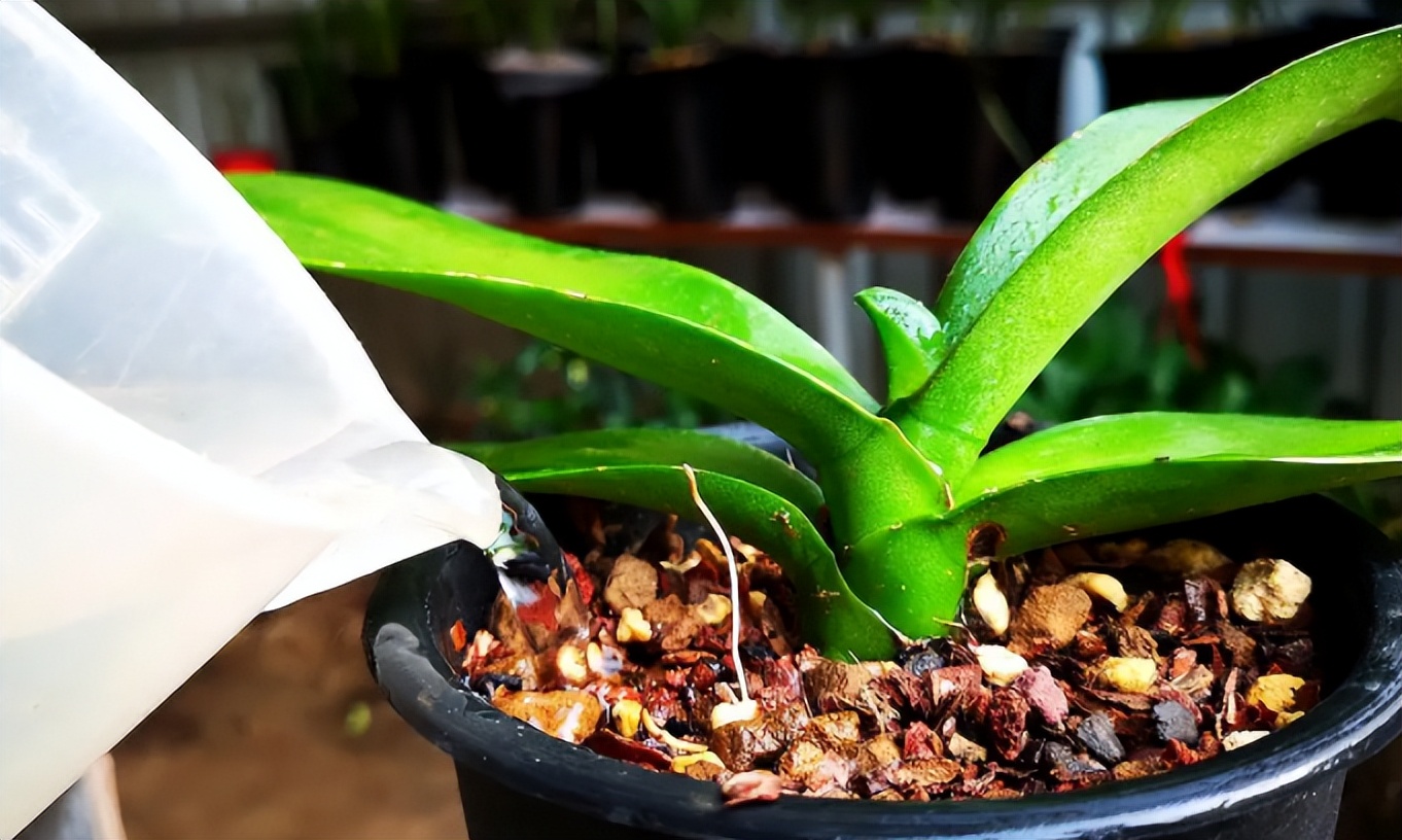 新手养蝴蝶兰技巧,新手养蝴蝶兰怎么养