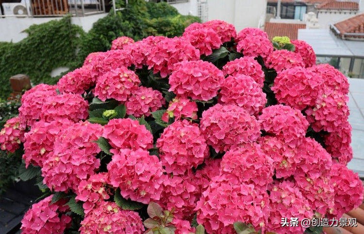 绣球花怎么浇水施肥,绣球花冬季怎么浇水最正确