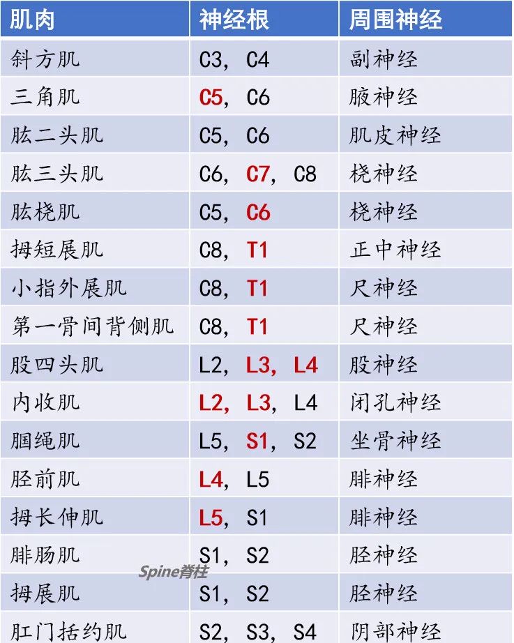 脊柱的神经支配,脊柱神经引起手臂疼痛