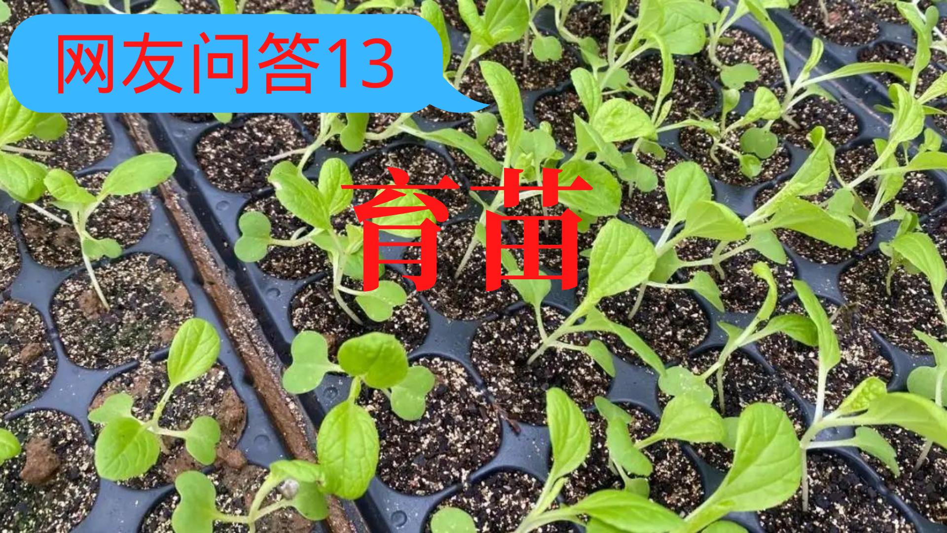 西红柿播种不催芽几天可出苗,豆角黄瓜西红柿种植时用催芽吗