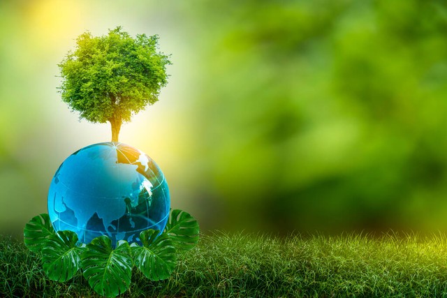 属兔养什么大绿植招财旺财呢,属兔人养什么植物最旺