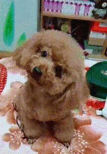 饲养泰迪的基本常识,饲养泰迪的基础知识