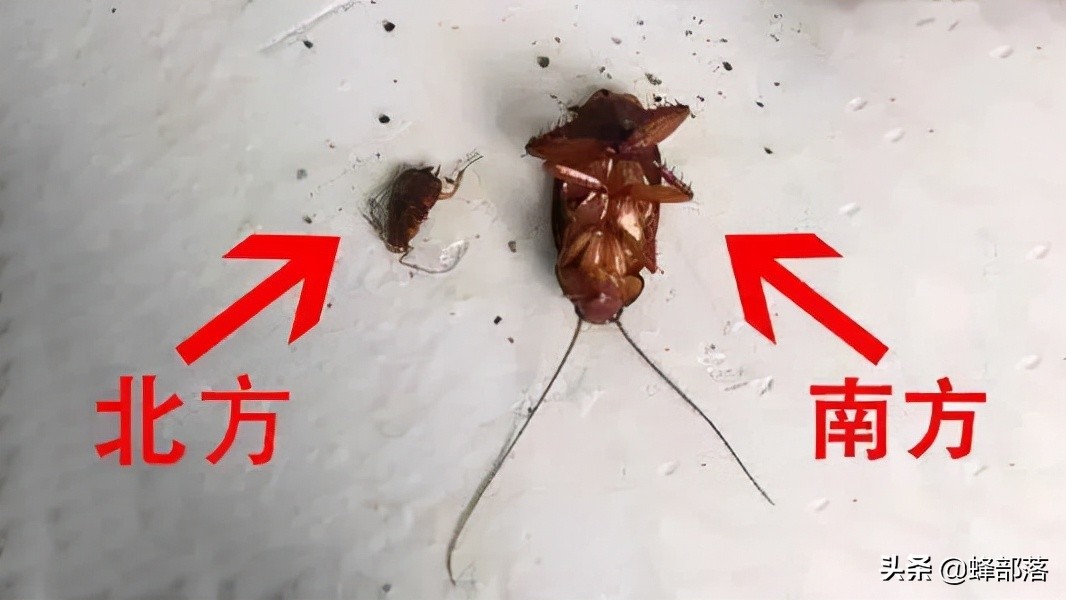 蟑螂的外号小强,蟑螂为什么不能踩死它