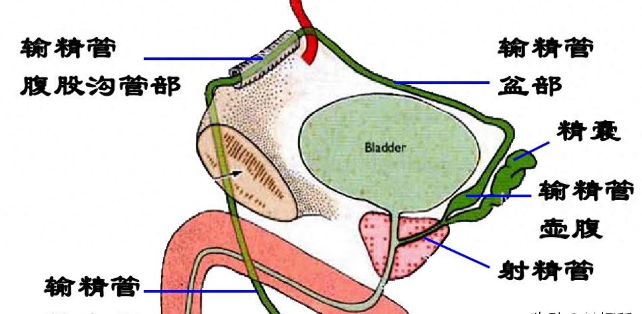 精子的活动轨迹讲解,精子的轨迹分析