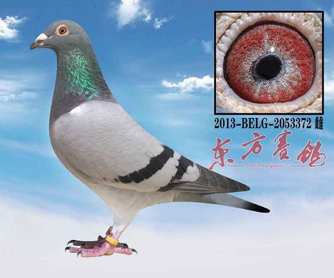 中国赛鸽名家大师,最新中国赛鸽名家