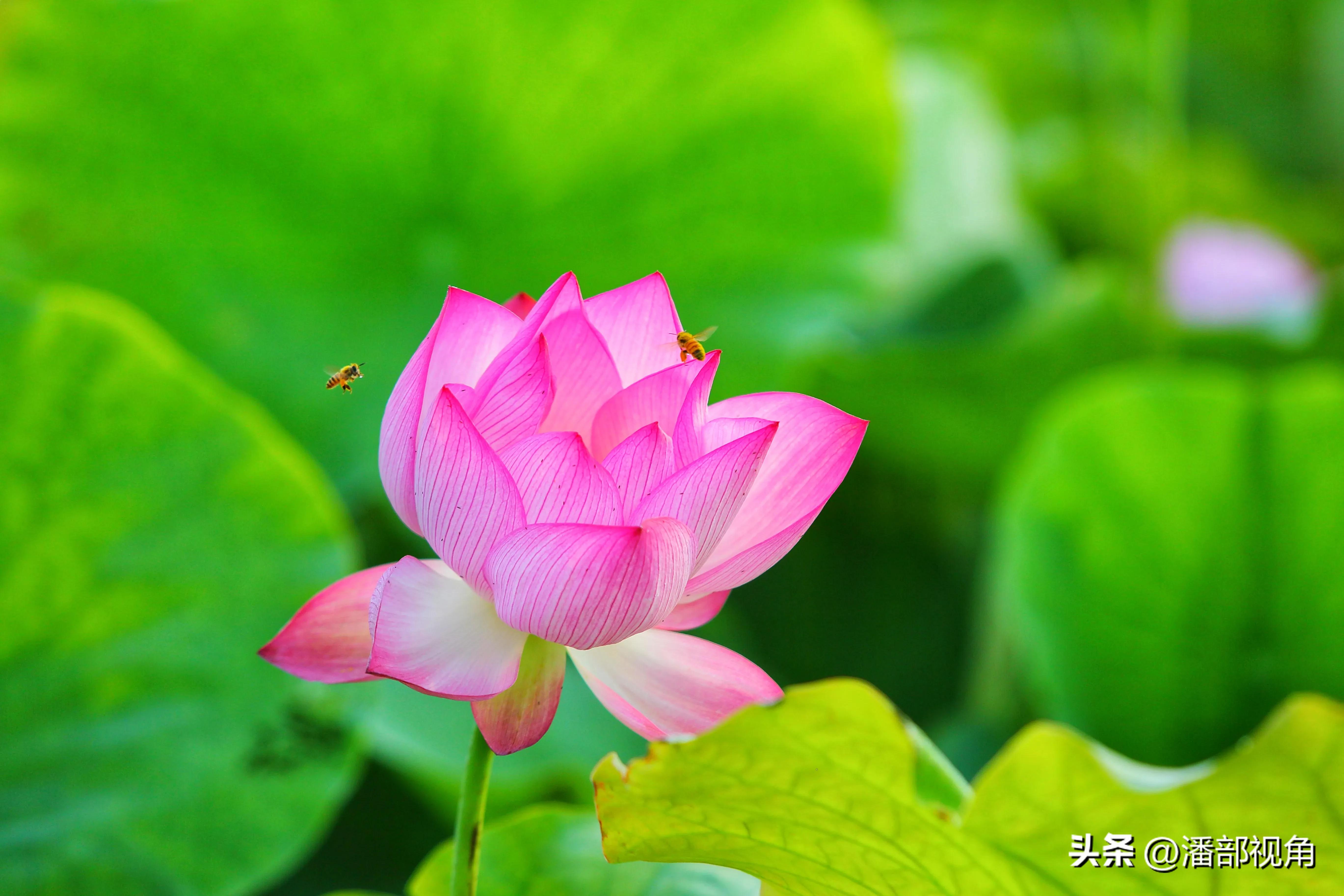 无锡七月底哪里的荷花开了,无锡太湖荷花开了吗