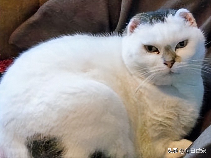 带猫出去晒太阳它为什么发抖,中午带上猫玩耍