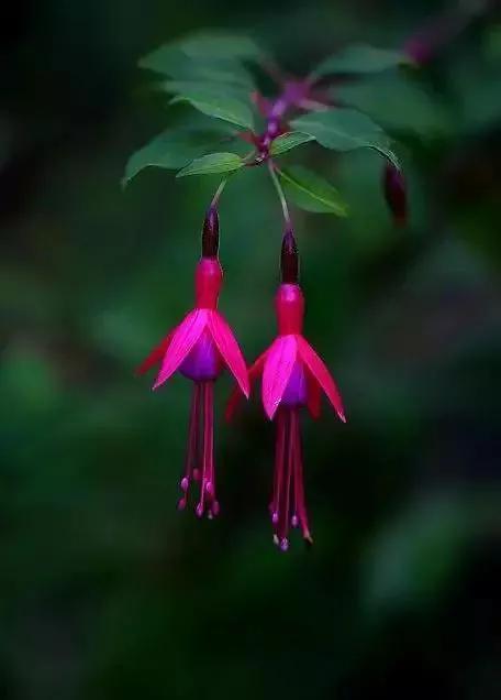 倒挂金钟花图片大赏,开单放鞭炮庆祝图片图文
