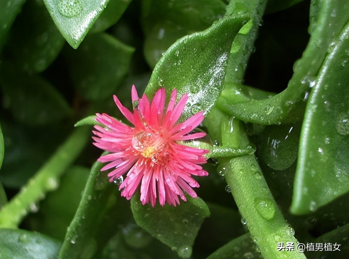 适合在家养的常开花的植物,最好养的开花植物开花不断
