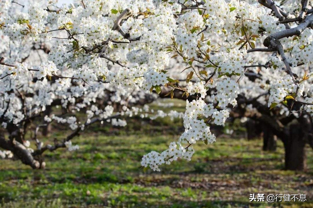 洒落最经典十首梨花诗句,赞美梨花一枝春带雨的诗句