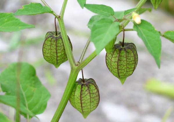 清明期间开的野花有哪些,清明节野花