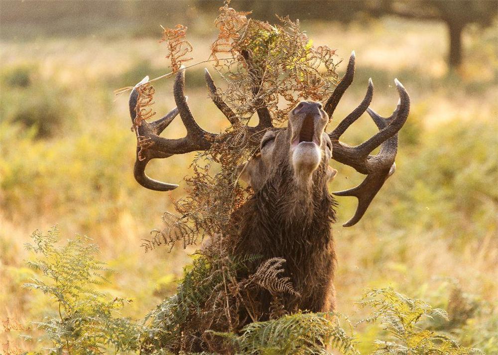 马鹿如何抵抗天敌狼、雪豹、猞猁与狼獾，用角挑还是用腿踢？