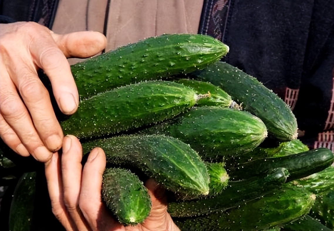 黄瓜怎么高产不生病,黄瓜高产有什么危害