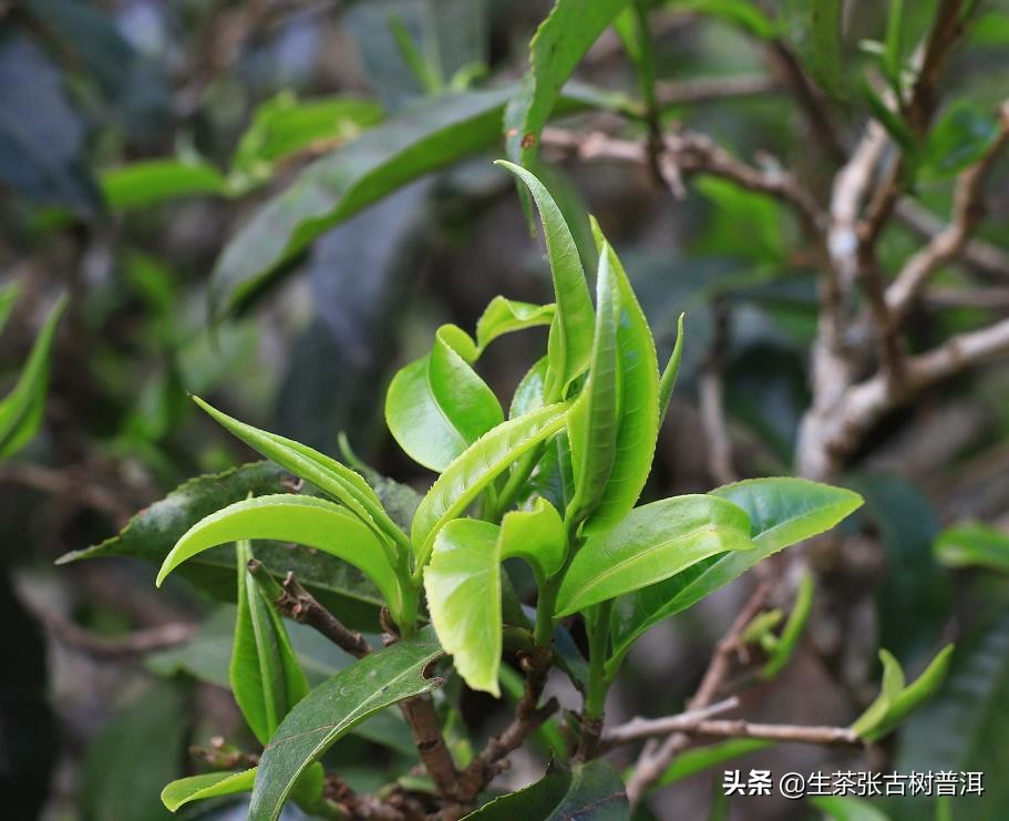 普洱茶有哪些特点让它受欢迎,你知道普洱茶的五大独特之处吗