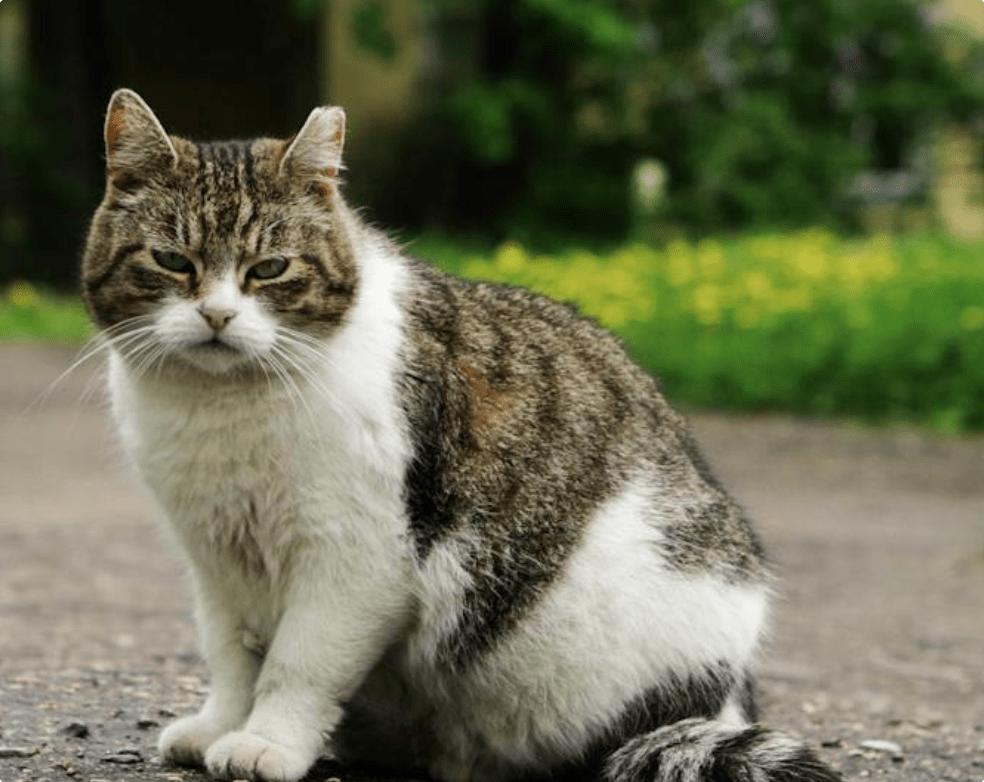 猫零食罐头哪款好些,美士猫罐头怎么样