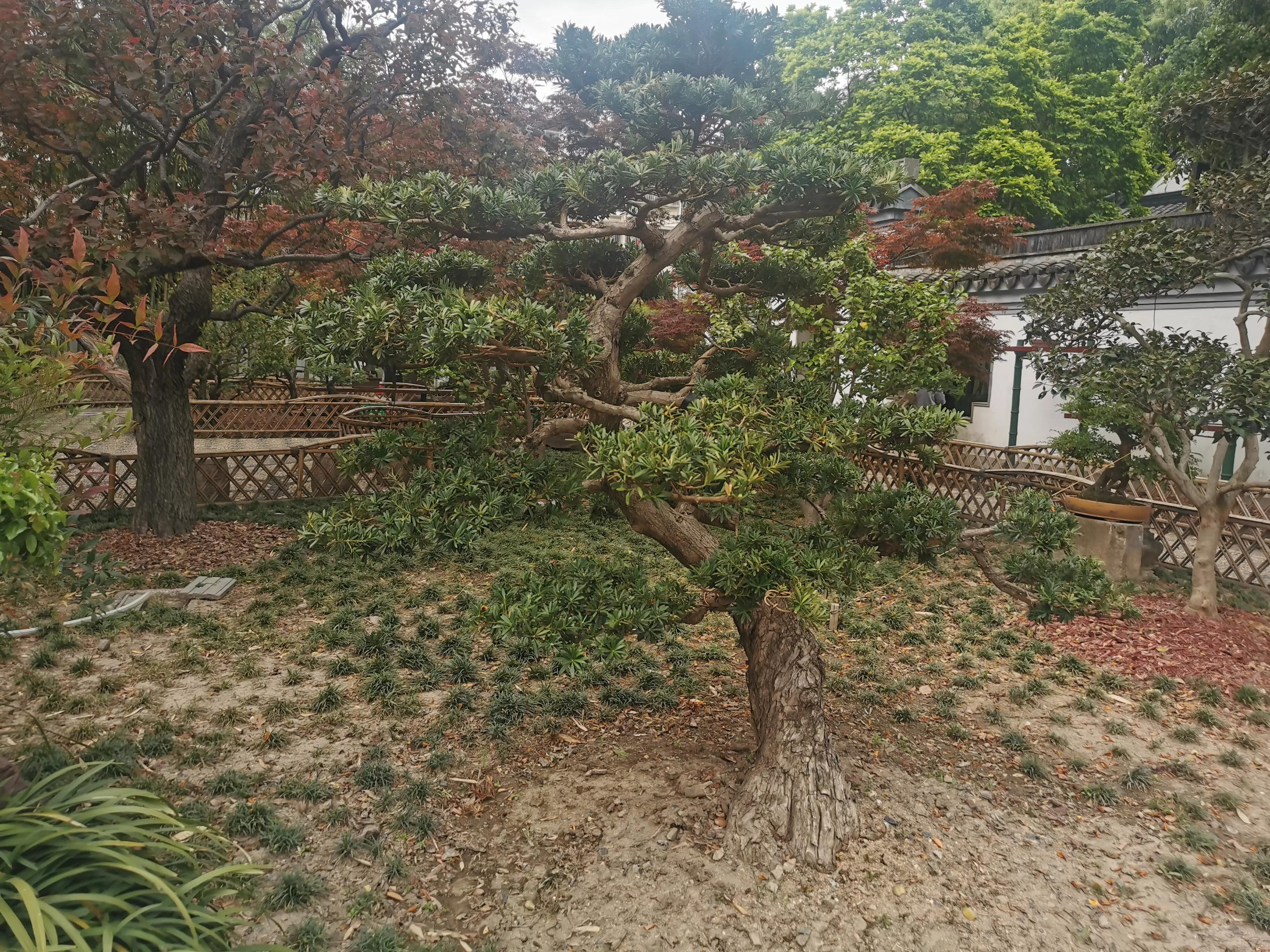 上海园林古猗园,上海古猗园留下美丽景色