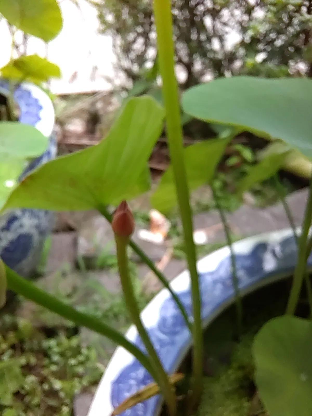 全开的荷花和刚开的荷花怎么养,家养荷花怎么养护开花多