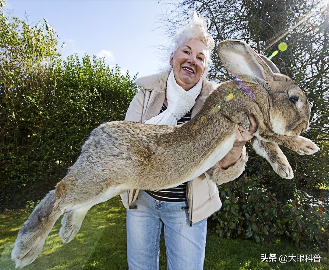盘点一眼想象不到的巨型动物,动物界中战斗力最强的十种动物
