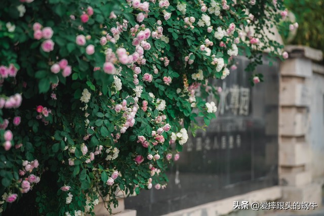 生如夏花灿烂的时候,生如夏花绚烂绽放歌曲视频