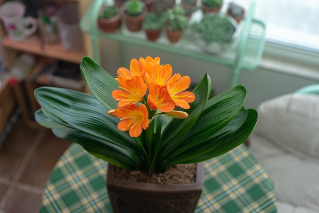 什么绿植除甲醛净化空气比较好,什么样的花草最吸甲醛能净化空气