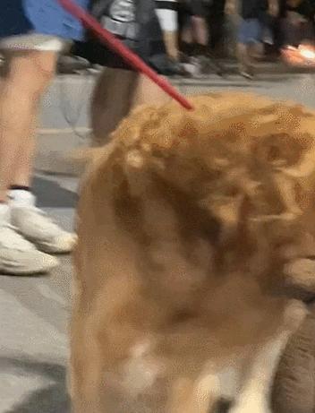 金毛嘴巴一直流白泡沫怎么办,金毛口水泡沫太多了什么原因