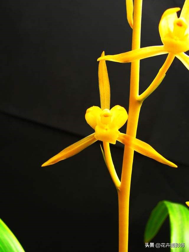 此兰被誉为国兰双圣,此兰是国兰第一名品