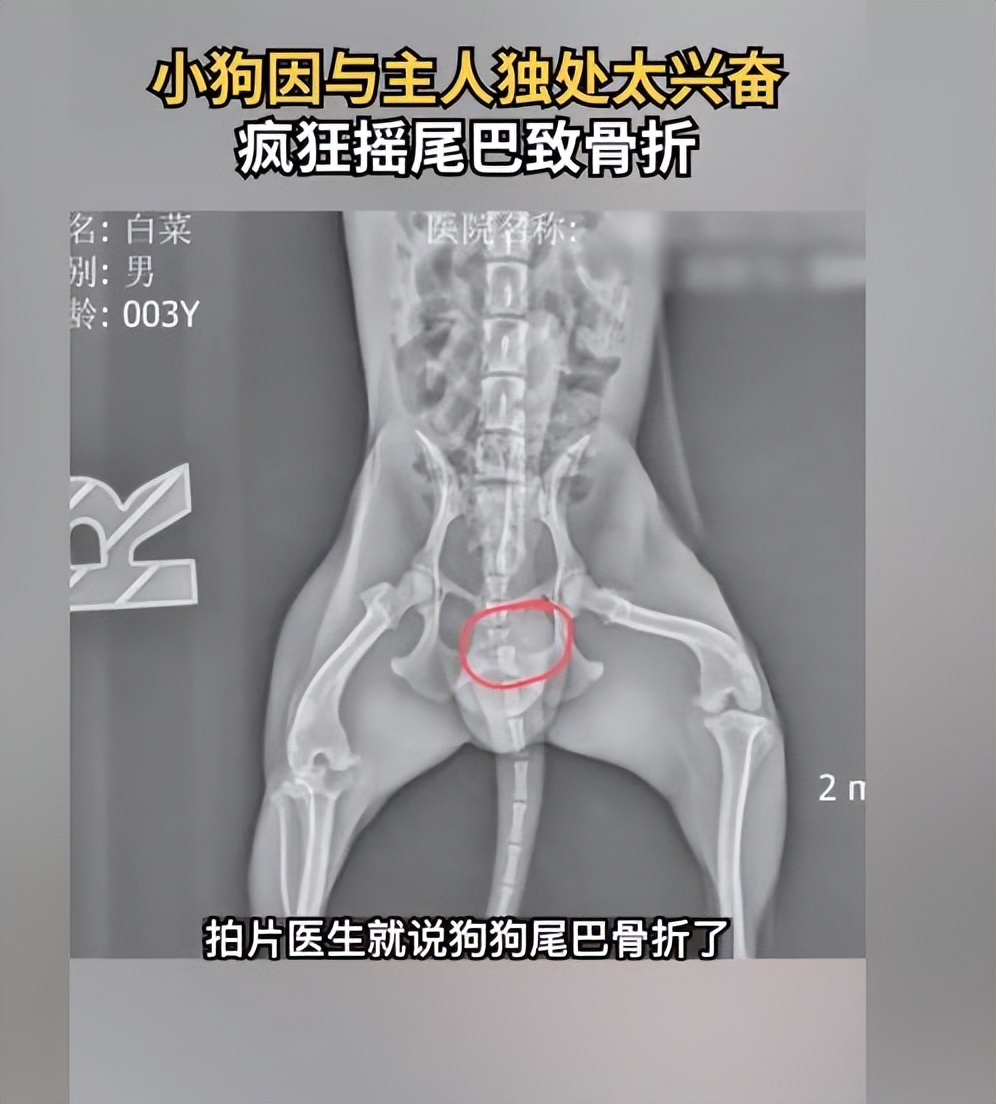 狗狗与女主人打闹玩耍,狗狗跟主人赌气却忍不住摇尾巴