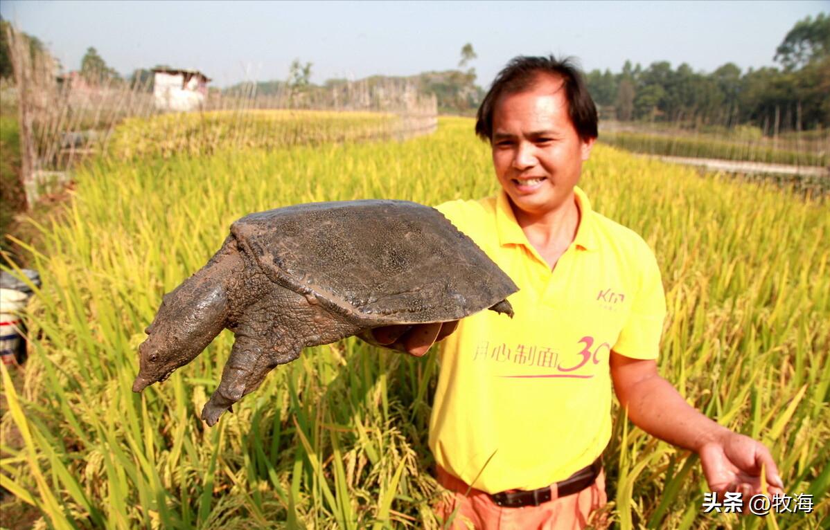 生态养鳖一亩地放多少只,养一亩中华鳖效益有多高