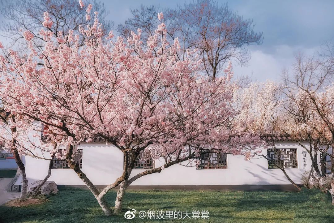 初春河津樱花图片大全,河津樱花品种大全