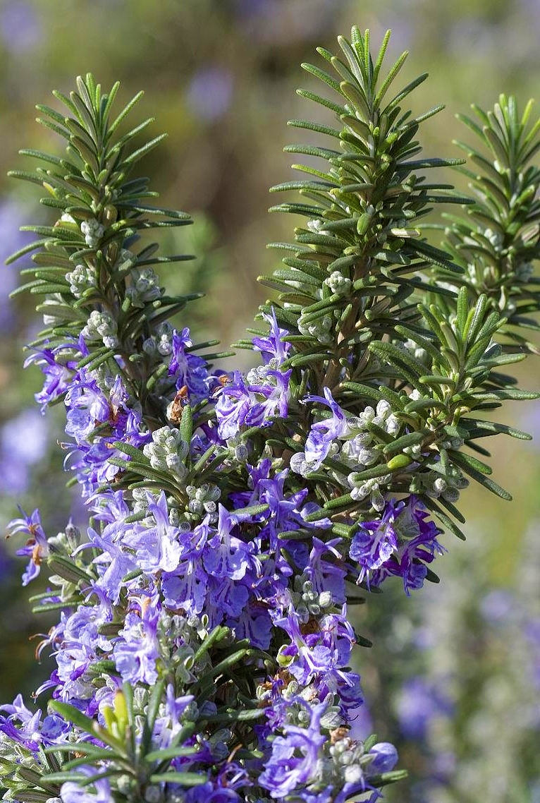 俗称“海洋之露”，牛排加它“锦上添花”，它还是天然美发美容剂