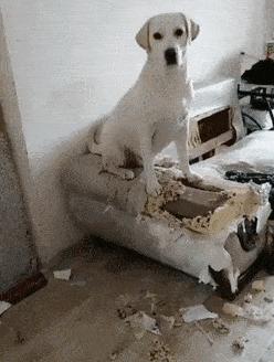 狗狗没有安全感的8个表现，中的越多越，说明宠主越要注意