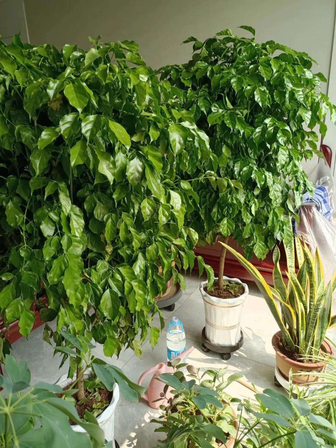 客厅最旺财的4种树,客厅种什么绿植最佳风水好