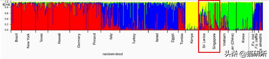 什么猫咪和英短合得来,猫咪长毛英短怎么区分公母