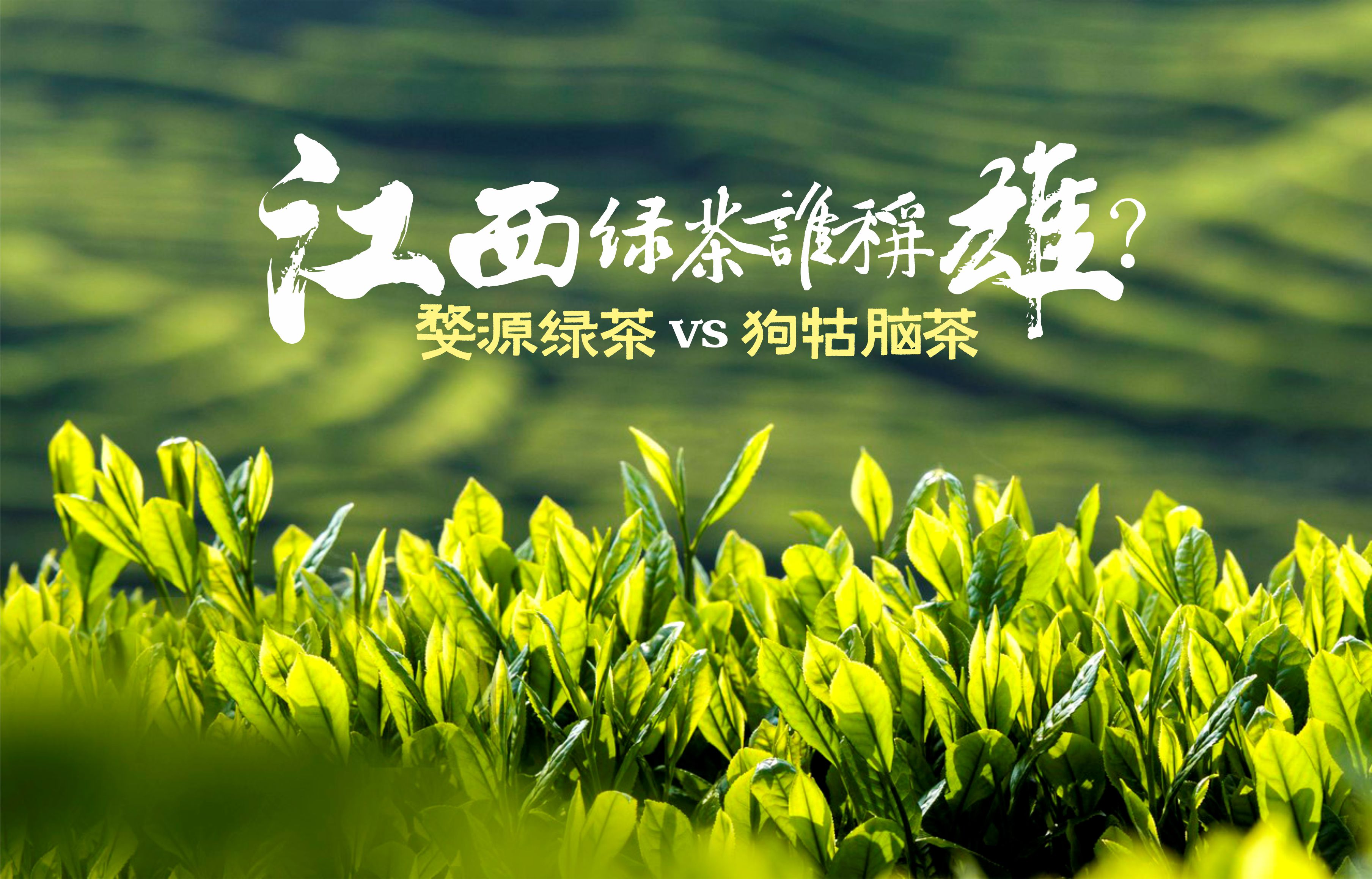 婺源绿茶和日照绿茶区别,江西狗牯脑绿茶最好喝的秋茶排名
