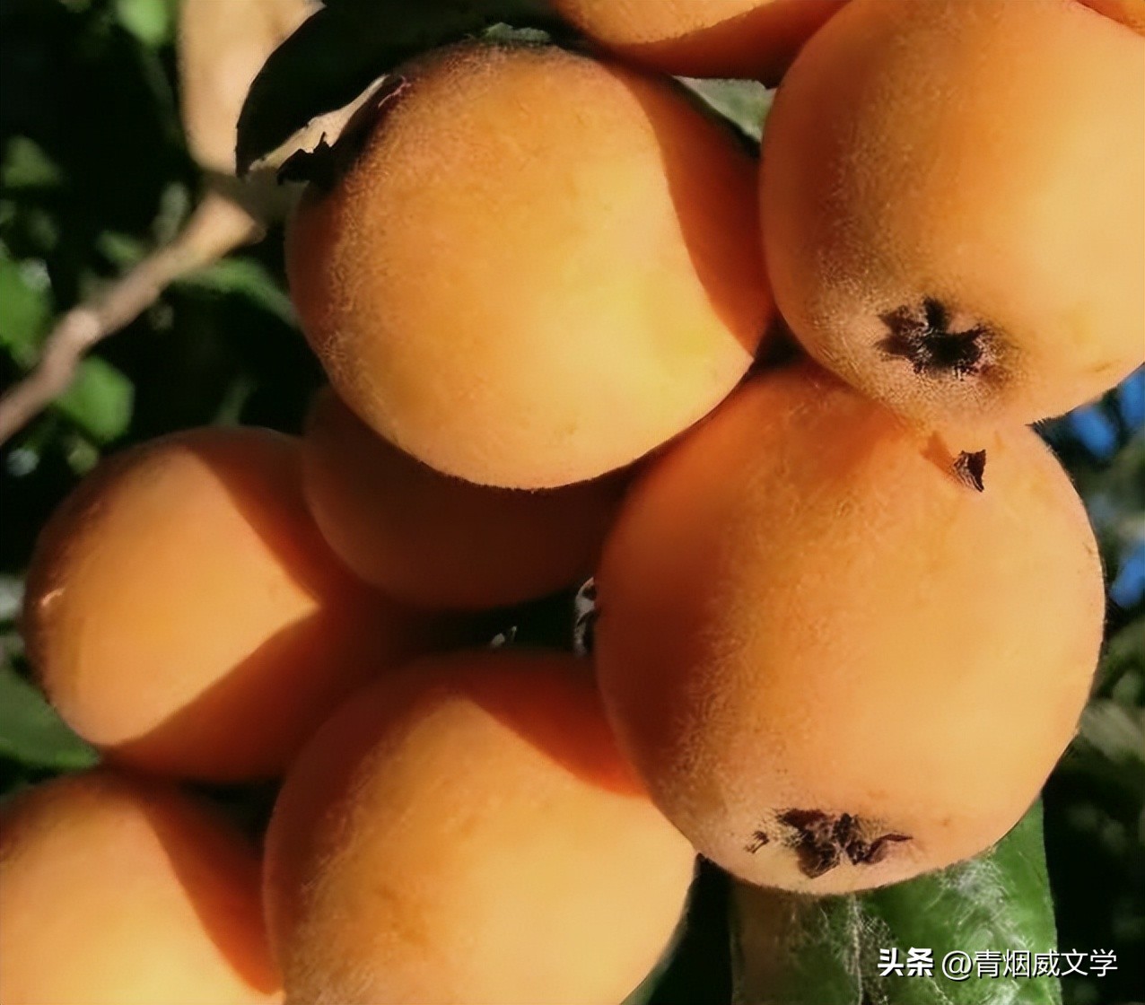 七律小满吟,吟小满七律诗词