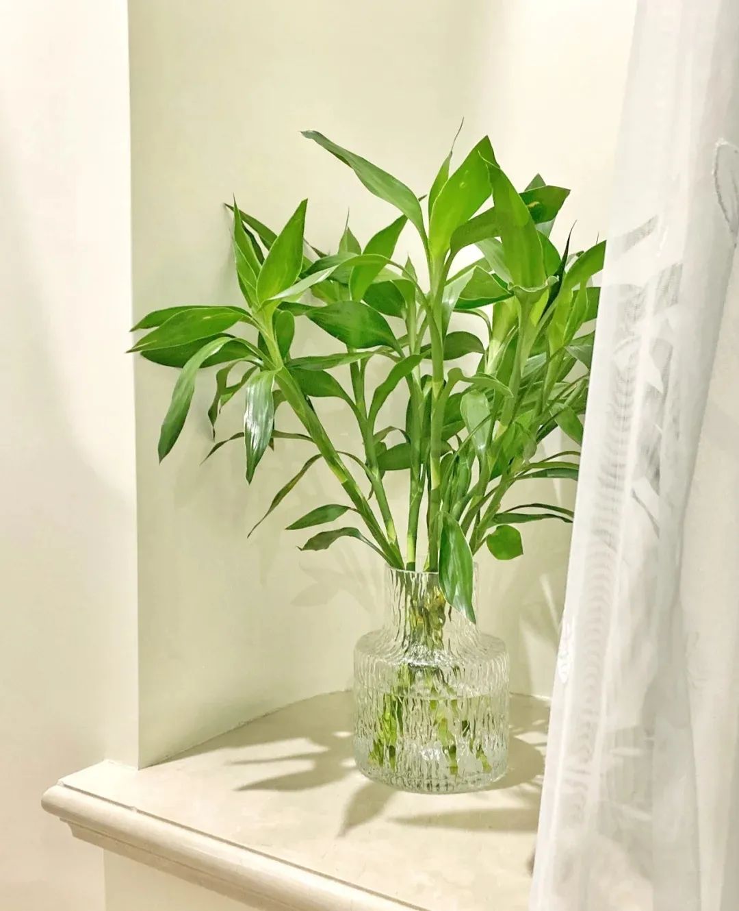 发财树绿萝吊兰怎么养怎么换盆,发财树绿萝金钱树这类花怎样养护