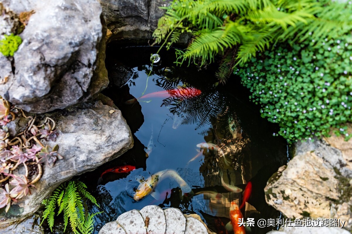 室内锦鲤小鱼池需要杀菌还是换水,锦鲤鱼缸换水后需要用二氧化氯吗