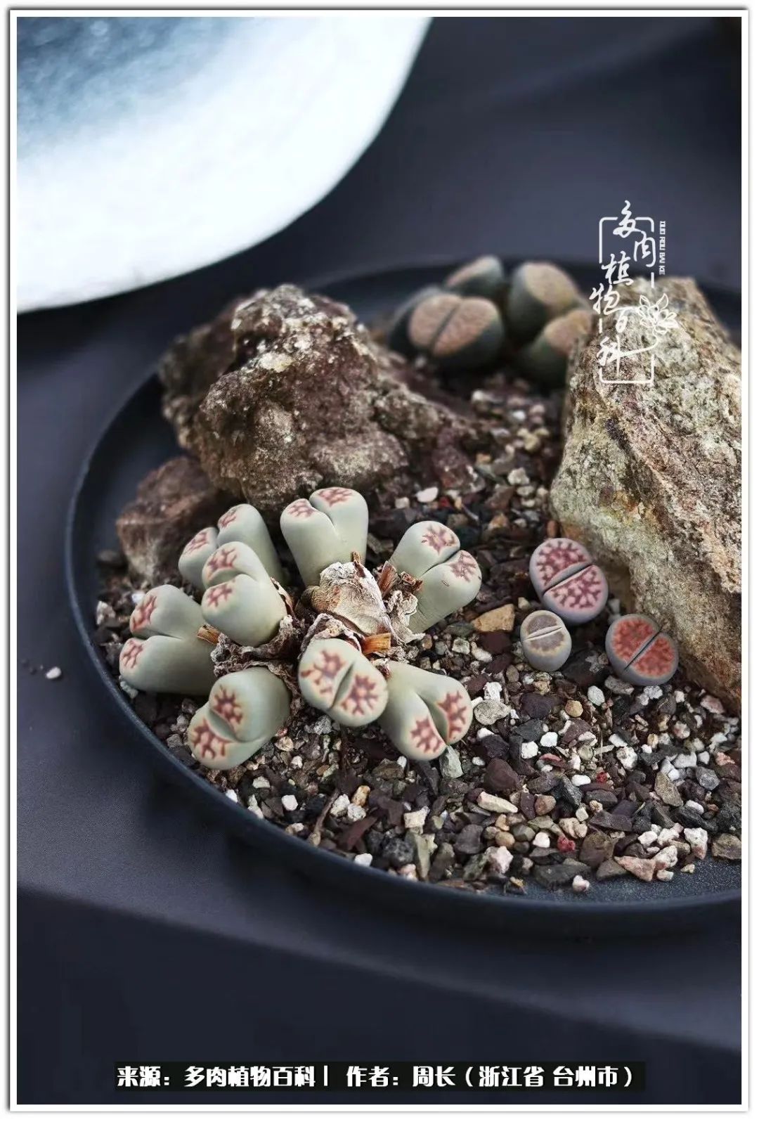 云南树脂粘土多肉组合拼盘创意,多肉拼盘的五个要点是什么