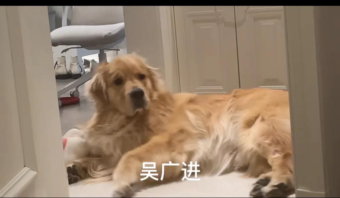 千万别给宠物取个名字,取一个仙气的宠物名字