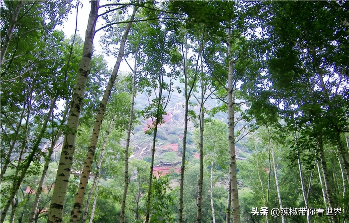 忻州一日游五台山雁门关忻州古城,五台山雁门关忻州古城三日游