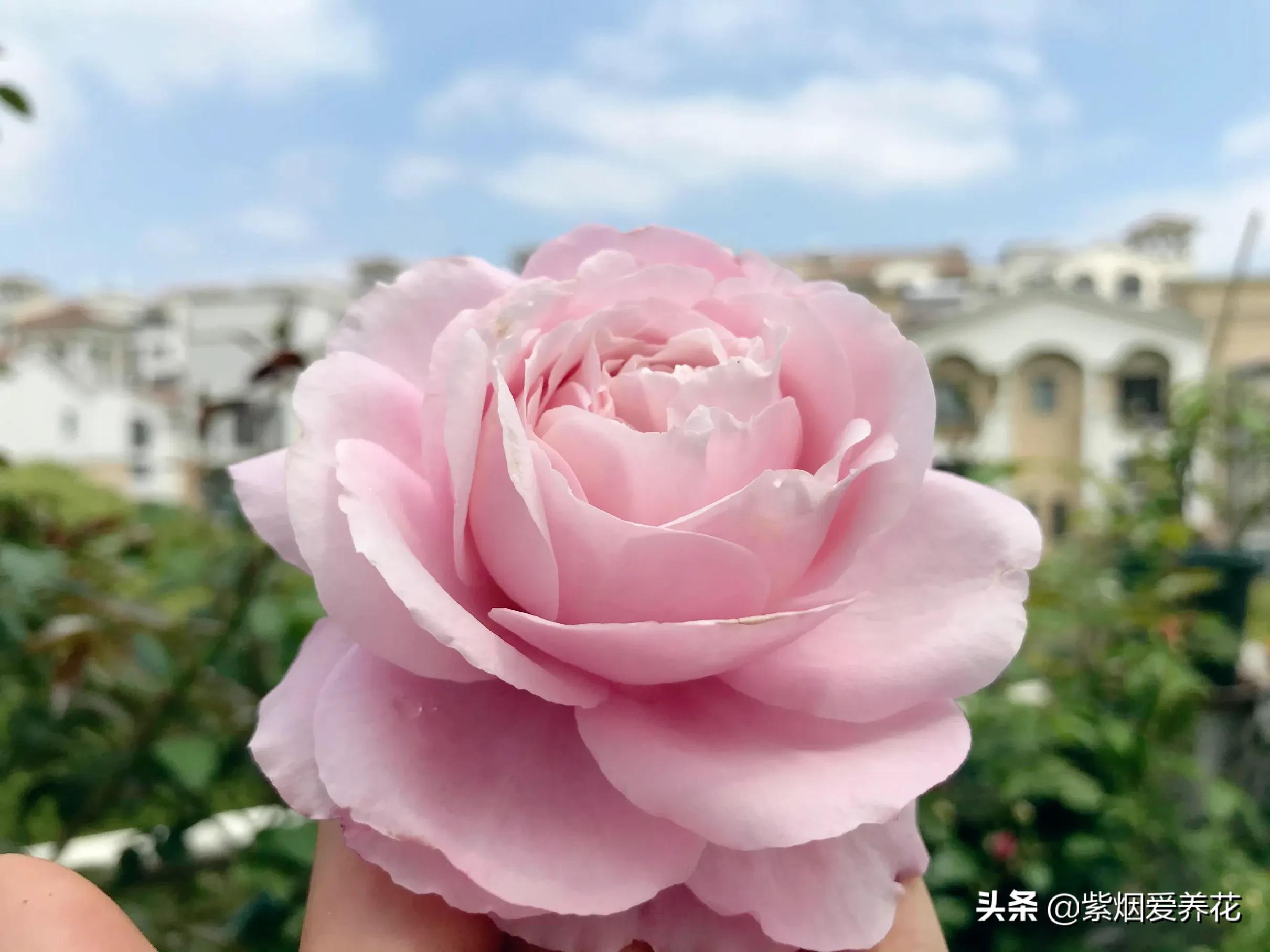 哪些月季仙气十足,又美又香的月季品种