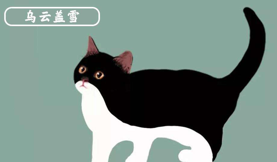 如何从一窝猫咪中挑选好猫,猫咪正不正经就一定是好猫吗