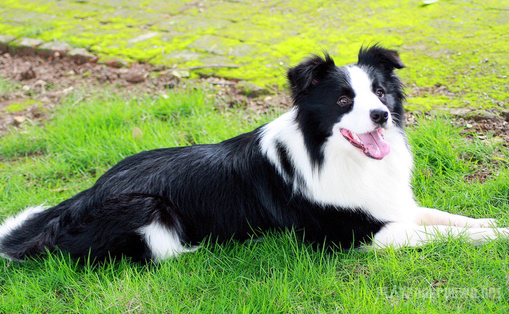 什么品种的狗狗适合有孩子家庭养,狗狗品种大全及图片拉布拉多