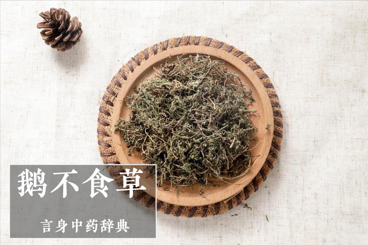 鹅不食草鼻炎药,鹅不食草药物