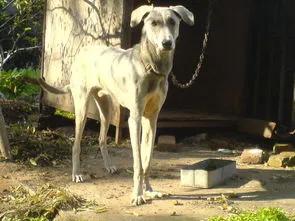 《狗王老笨的英雄路》2：七星犬自有天助，单耳立狗王大战群雄