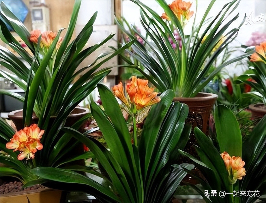 君子兰浇水后快速黄叶,养十多年君子兰不开花是什么原因